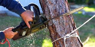 Best Tree Disease Treatment  in Crestwood, IL